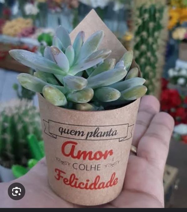 Mini suculenta decorado no carft