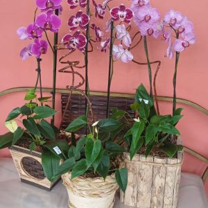 Arranjo orquídea + antúrio