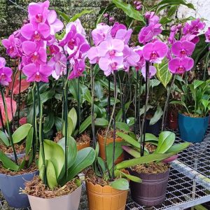 Arranjo de orquídea