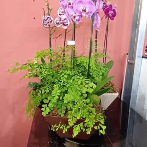Arranjo orquídea + avenca