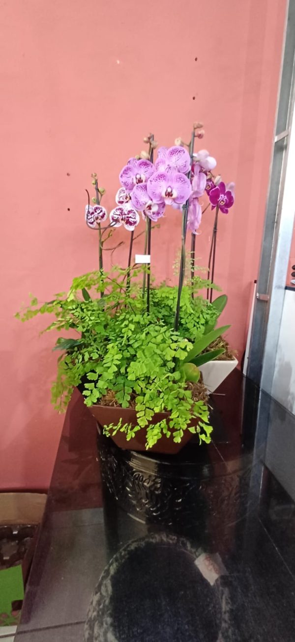 Arranjo orquídea + avenca