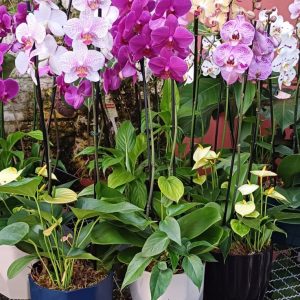 Arranjo orquídea + antúrio 2