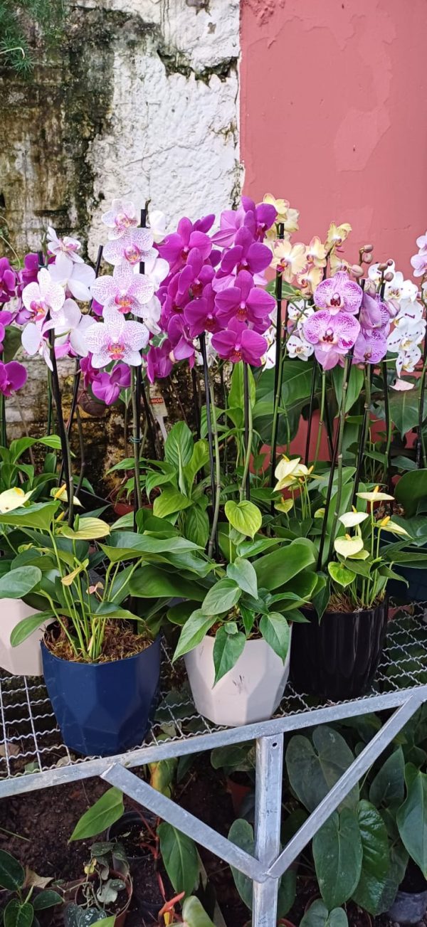 Arranjo orquídea + antúrio 2